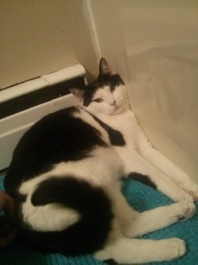 Oh my god, you can't just ask someone why they are a cat.