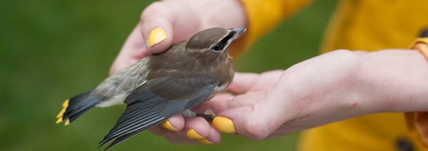 Sometimes bird are birdds. Sometimes birds not bird but cat